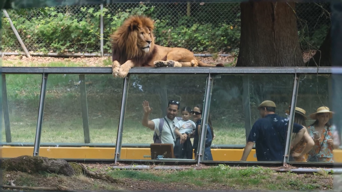 Des visiteurs du Safari de Thoiry, avec un lion au-dessus de la galerie vitrée